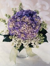 hydrangea2